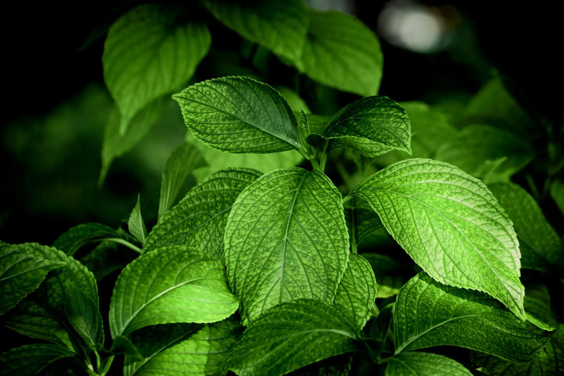 Gambar ramuan herbal alami untuk mengobati asam urat kronis dengan bahan-bahan tradisional yang aman dan efektif